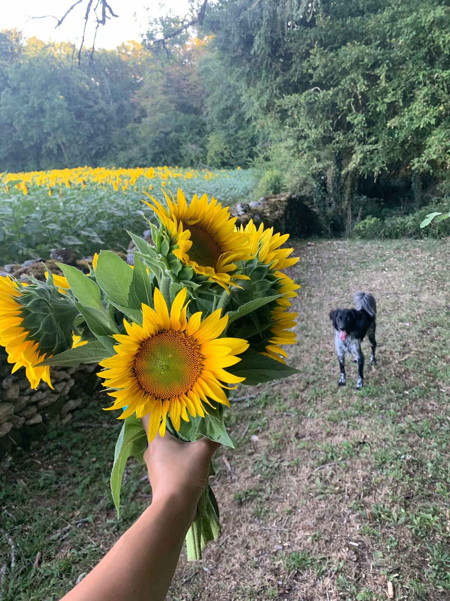 Sunflowers held up beside a field, with a dog in the grass