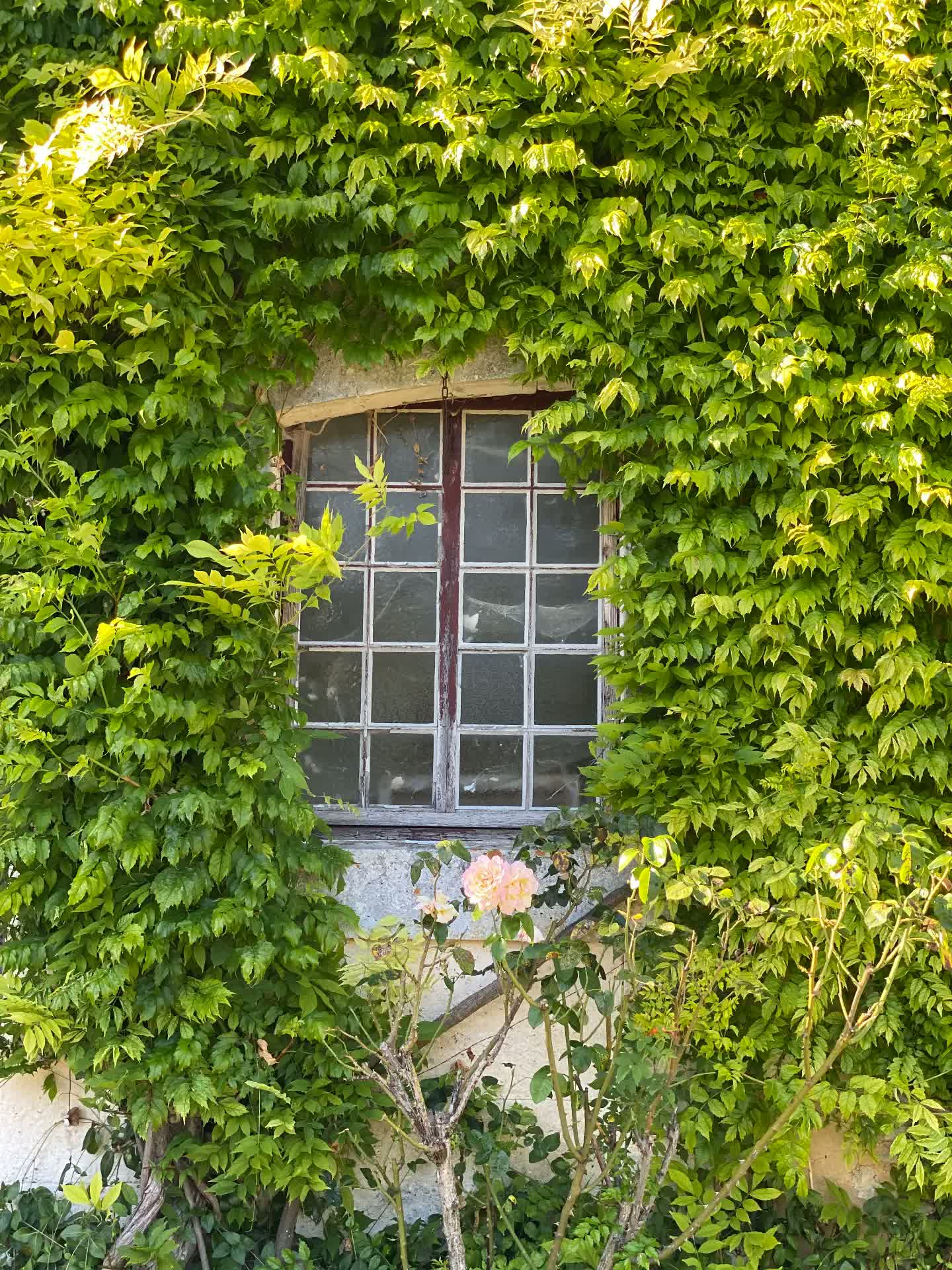 An ivy-covered stone wall with an old window and roses